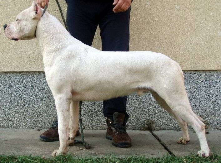 Dogo Argentino