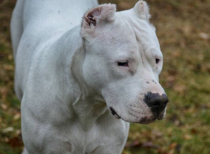 Dogo Argentino