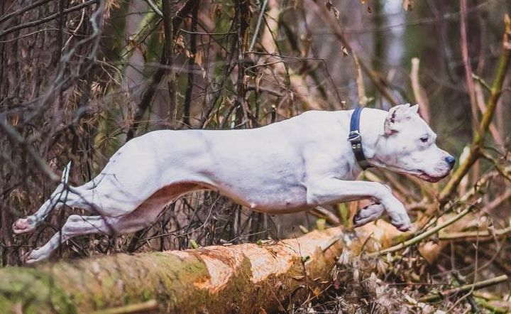 Dogo Argentino