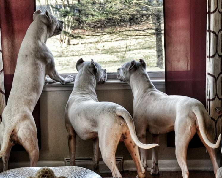 Dogo Argentino