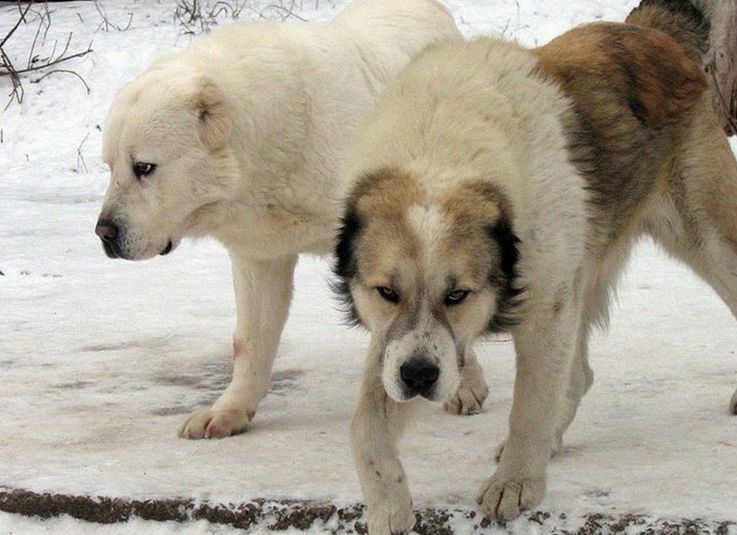 Порода собак — алабай или среднеазиатская овчарка